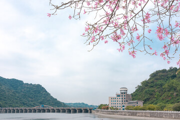 Fototapeta na wymiar Nantou Jiji, Taiwan: Oct. 3, 2020 Floss silk Tree Scene like Cherry Tree