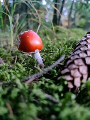 red mushroom in the forest