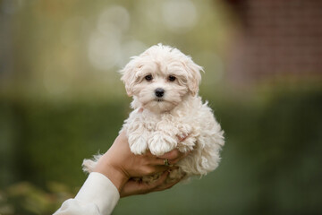 Adorable Maltese and Poodle mix Puppy (or Maltipoo dog), running and jumping happily, in the park....