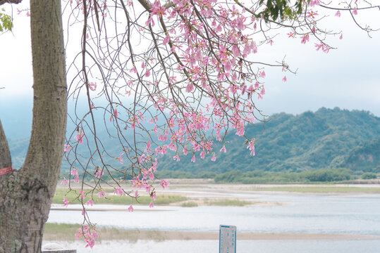 Nantou Jiji, Taiwan: Oct. 3, 2020 Floss silk Tree Scene like Cherry Tree