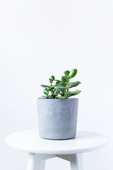  selective focus home plant succulent plant Crassula ovata known as Jade Plant or Money Plant in concrete pot isolated on white background