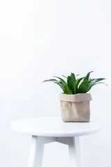 Fototapete Toilette  selective focus home yucca plant or Dracaena fragrans green fresh leaves or Cornstalk dracaena tree in concrete pot isolated on white background. copy space  © Ali