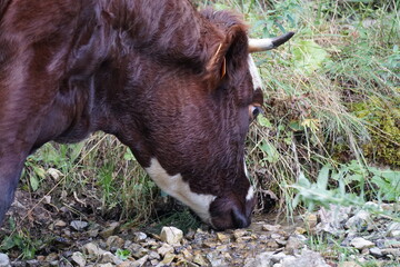 closeup of a brown and white cow drinking in the brook