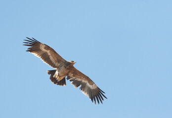 Steppe Eagle, Aquila nipalensis