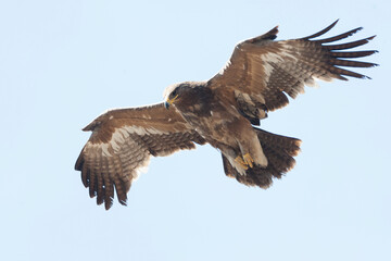 Steppe Eagle, Aquila nipalensis