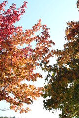 青空と紅葉