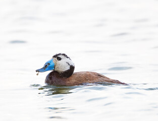White-headed Duck, Oxyura leucocephala