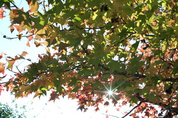 紅葉と太陽
