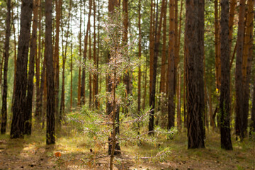 Naklejka premium small pine tree in the autumn forest in the morning sun
