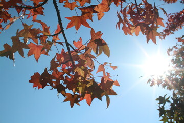 紅葉と太陽