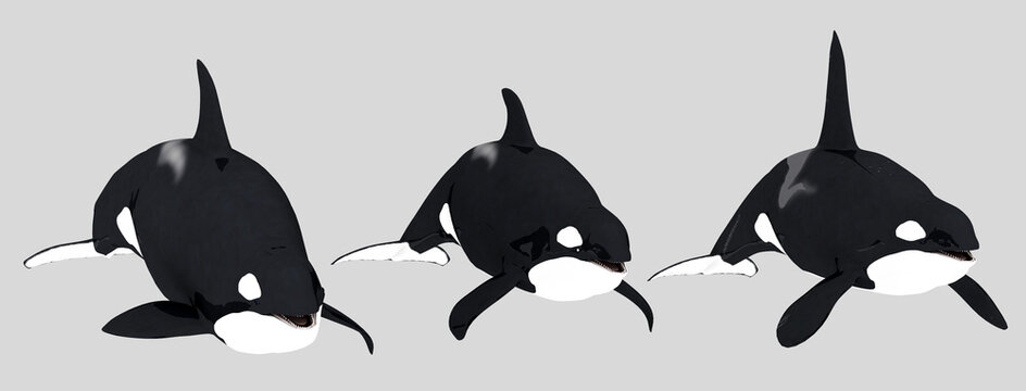 Drei Schwertwale, Freisteller