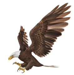 Seeadler, Freisteller