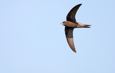 Common Swift, Apus apus