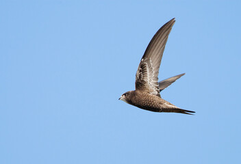 Common Swift, Apus apus