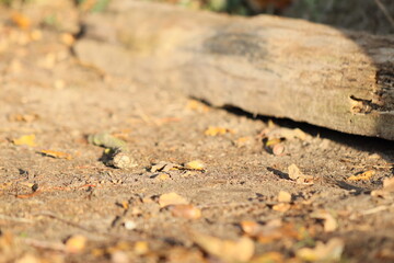   Sunlit land in autumn.  Dry yellow leaves, small stones and dried logs.   ants on the ground.