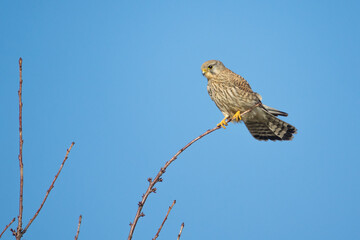 Turmfalke