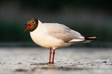 Kokmeeuw, Common Black-headed Gull, Croicocephalus ridibundus