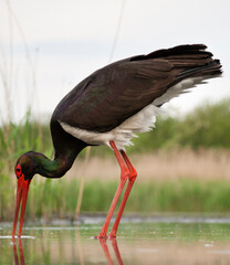 Black Stork, Ciconia nigra