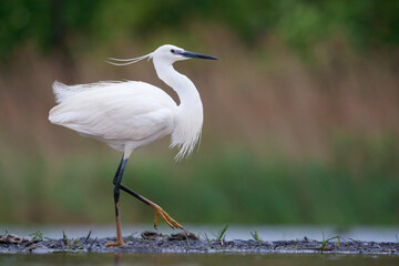 Kleine Zilverreiger, Little Egret, Egretta garzetta