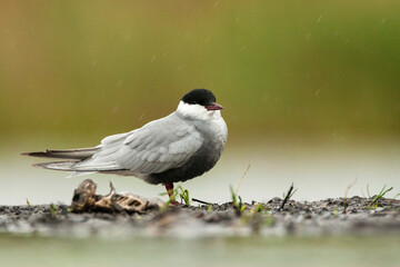 Witwangstern, Whiskered Tern, Chlidonias hybrida