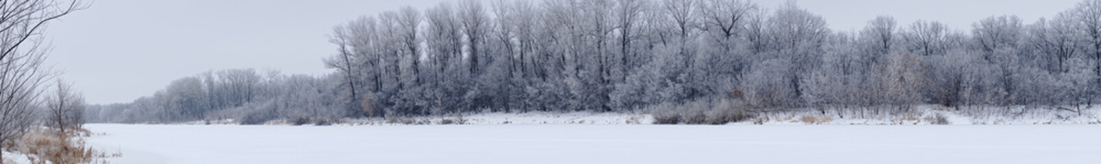 Panorama Winter forest with bare dark trees on a frozen river