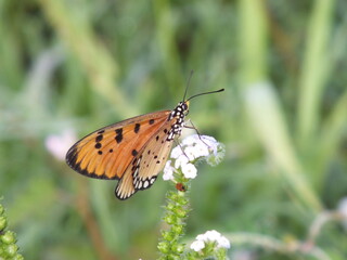 Little Butterflies Looking For Nectar