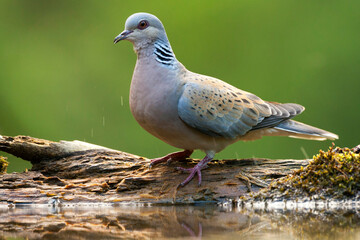 Zomertortel, Turtle Dove, Streptopelia turtur