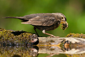 Merel, Eurasian Blackbird, Turdus merula