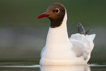 Kokmeeuw, Common Black-headed Gull, Croicocephalus ridibundus