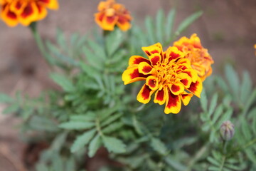 orange flower in the garden