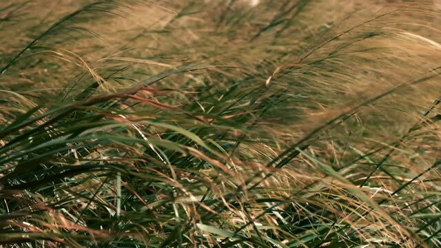 Grass blowing in the wind at sunset. Slow motion.