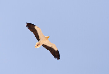 Obraz premium Aasgier, Egyptian Vulture, Neophron percnopterus