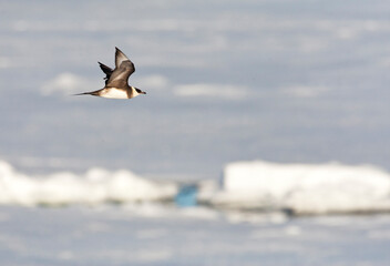 Kleine Jager, Parasitic Jaeger, Stercorarius parasiticus