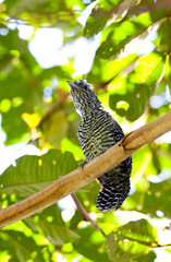 Bar-crested Antshrike, Thamnophilus multistriatus