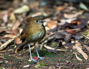 Brown-banded Antpitta, Grallaria milleri