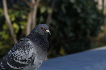 close up of a pigeon
