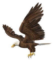 Seeadler, Freisteller