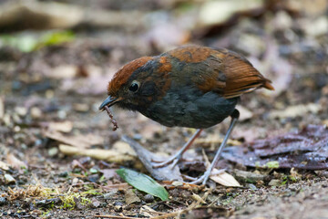 Bicolored Antpitta, Grallaria rufocinerea