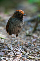 Bicolored Antpitta, Grallaria rufocinerea