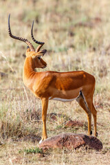 Impala on the savannah in Africa