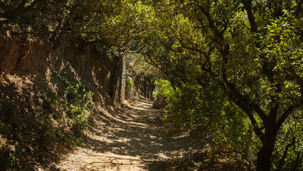Path in the forest during the summer