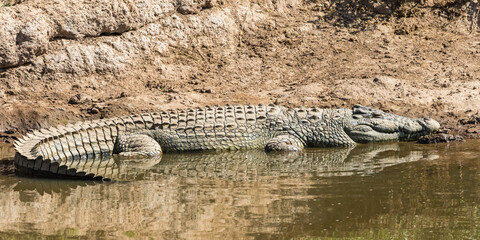 Nile Crocodile resting at the sand beach