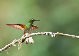 Bruinstaart-hoornkolibrie, Buff-tailed Coronet, Boissonneaua flavescensa