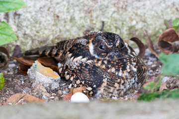 Band-winged Nightjar, Systellura longirostris