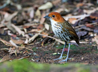 Chestnut-crowned Antpitta, Grallaria ruficapilla