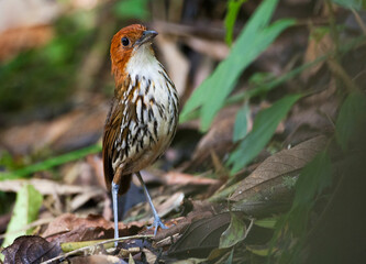 Chestnut-crowned Antpitta, Grallaria ruficapilla