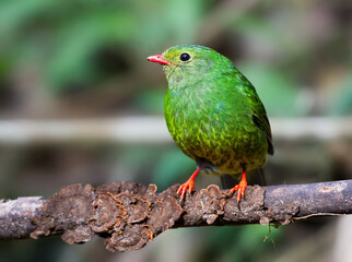 Groen-zwarte Cotinga, Green-and-black Fruiteater, Pipreola riefferii
