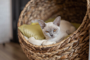 Fototapeta na wymiar Burmese kitten sleep in cat house.