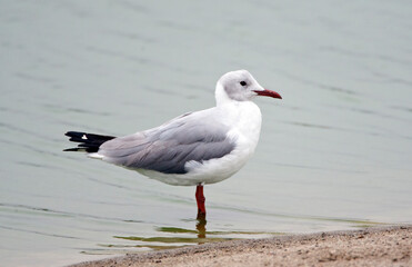 Grijskopmeeuw, Grey-headed Gull, Chroicocephalus cirrocephalus cirrocephalus