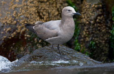 Grijze Meeuw, Grey Gull, Leucophaeus modestus